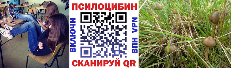 Галлюциногенные грибы Psilocybine cubensis  Ивдель 